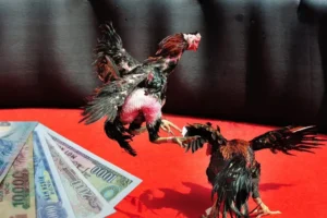 Cách Chơi Đá Gà Sabong Tại Max10 Dễ Thắng Cho Người Mới